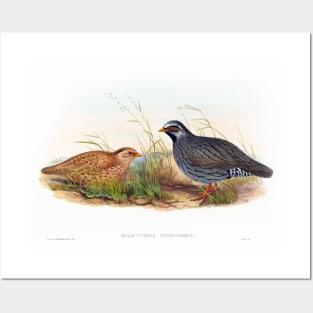 Mountain Quail Posters and Art